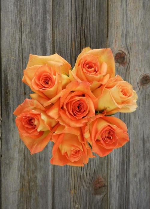 CARIBBEAN  BI-COLOR ORANGE/YELLOW ROSE